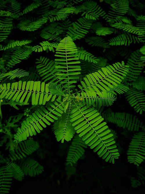 Free Vibrant green foliage with detailed close-up of leaves in Boridara, India. Stock Photo