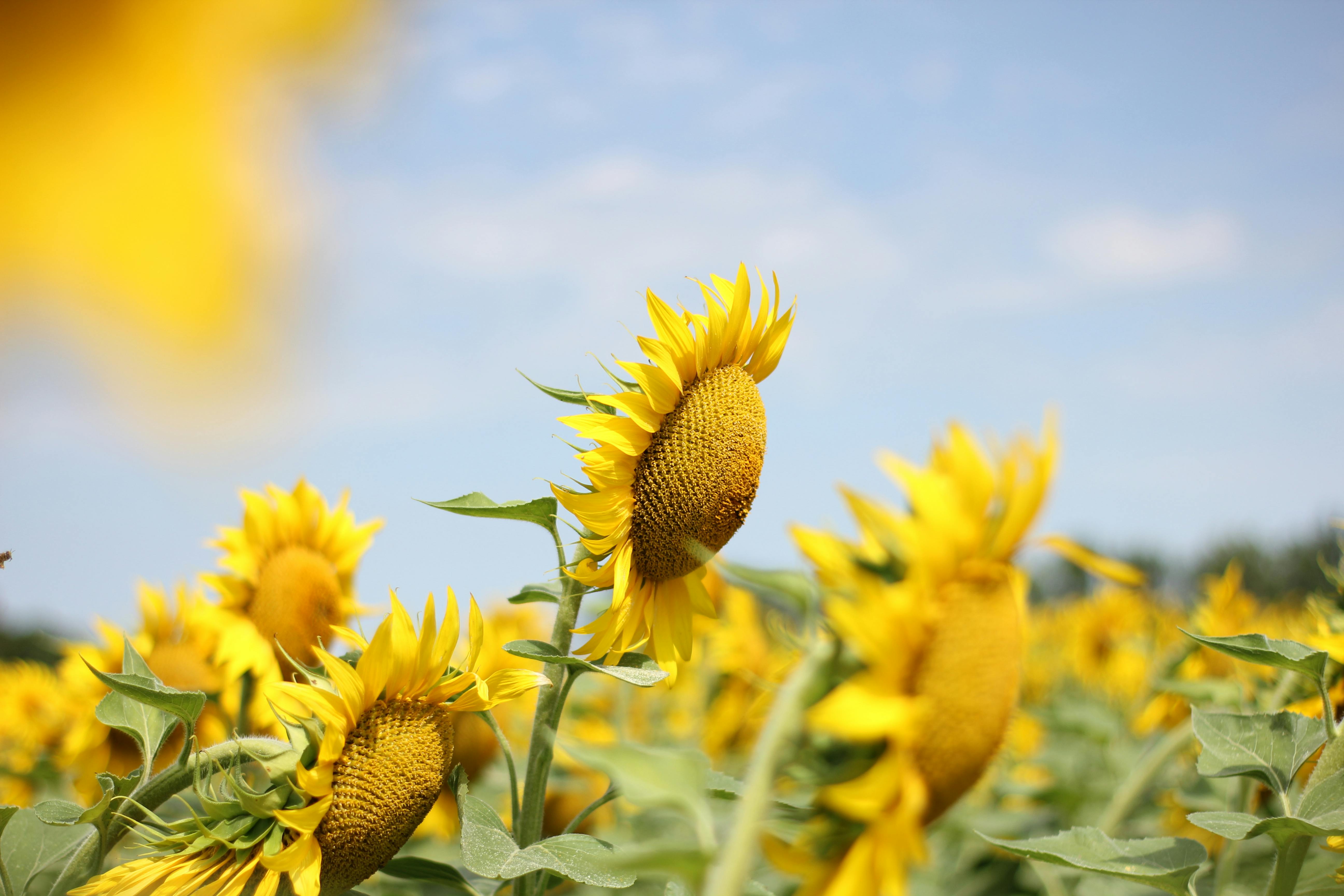 Bunga Matahari Gambar Flora Koleksi Gambar Bunga