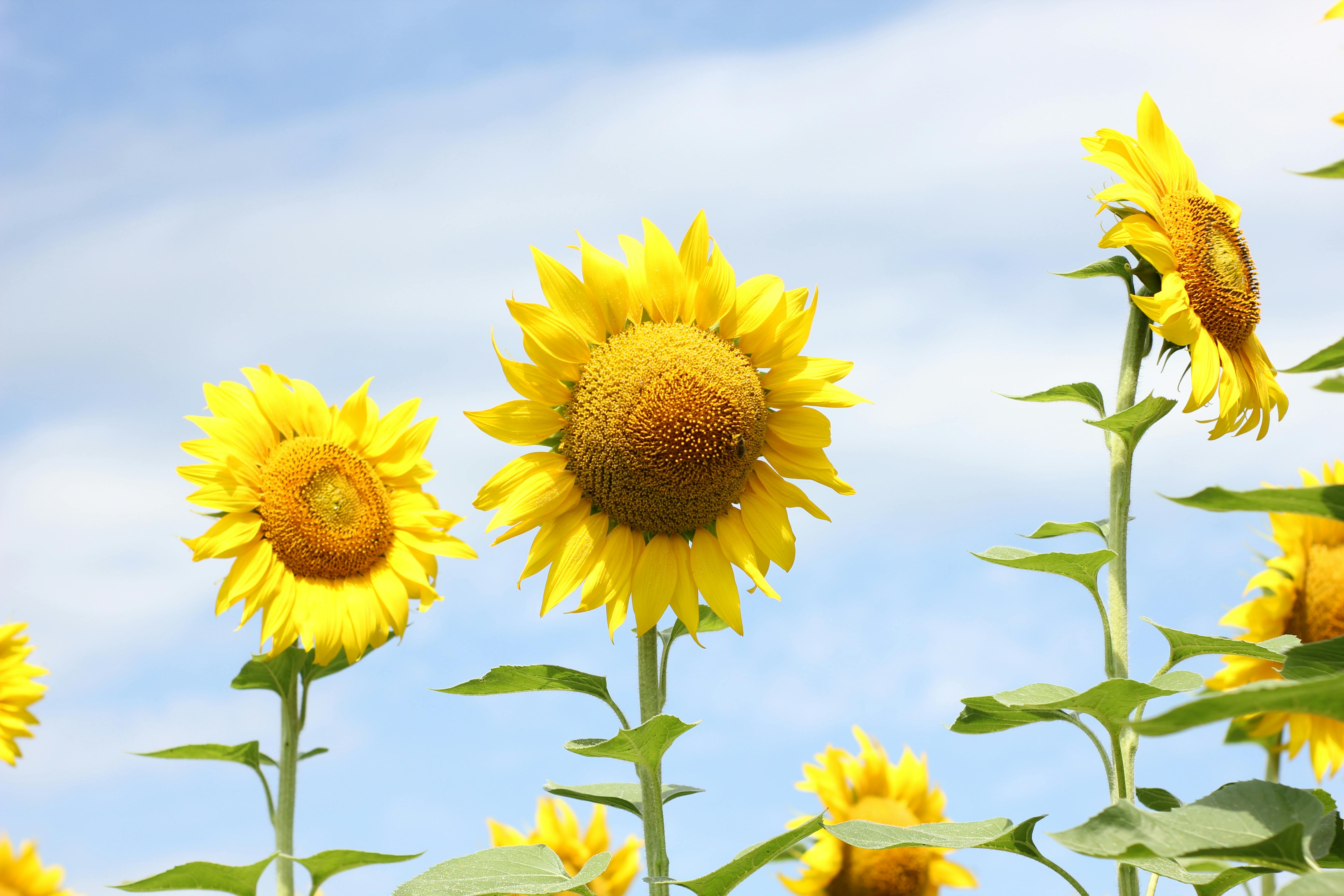 ひまわり花フィールド植物花の無料の写真素材