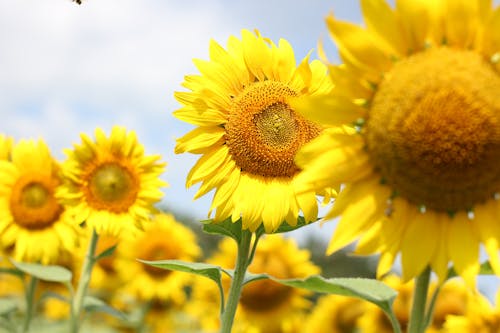 Základová fotografie zdarma na téma detail, flóra, hřiště