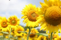 阳光明媚的日子里，向日葵在明亮的田间盛开