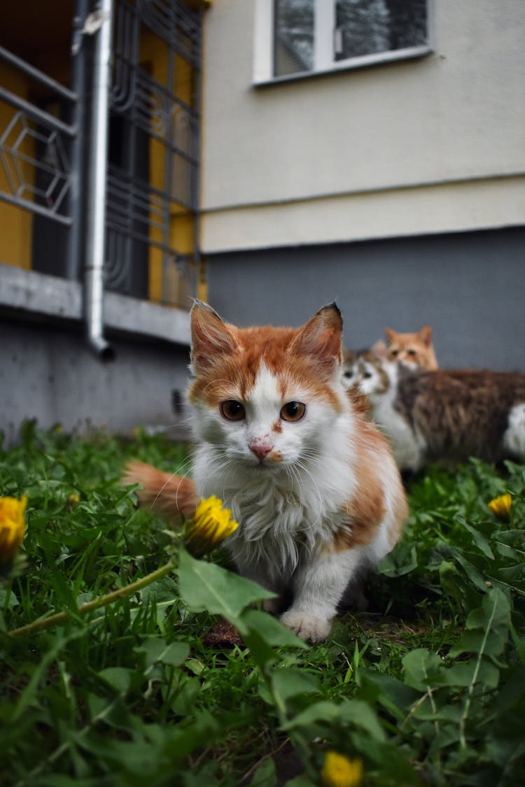 Cats On The Lawn By The Block