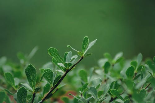 Darmowe zdjęcie z galerii z matka natura, natura, zielone liście