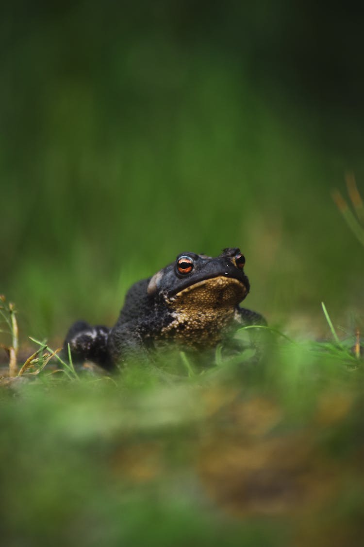 Toad In The Grass