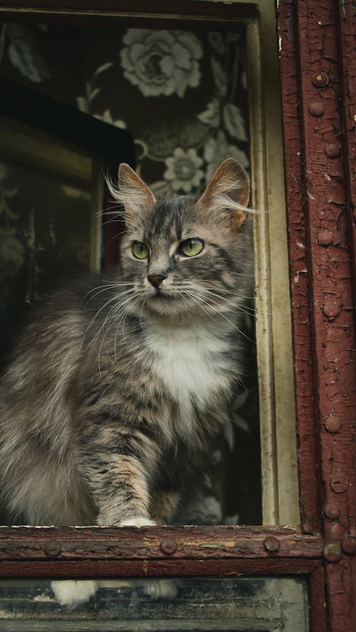 Close-up Photo of a Tabby Cat 