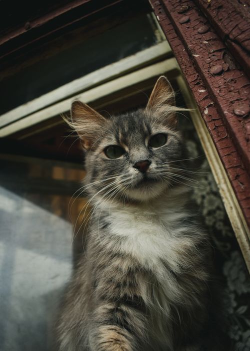 Free A cute domestic cat with fluffy fur peering out from a vintage window frame. Stock Photo