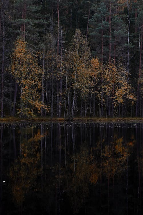 Foto stok gratis air yang tenang, danau, pohon