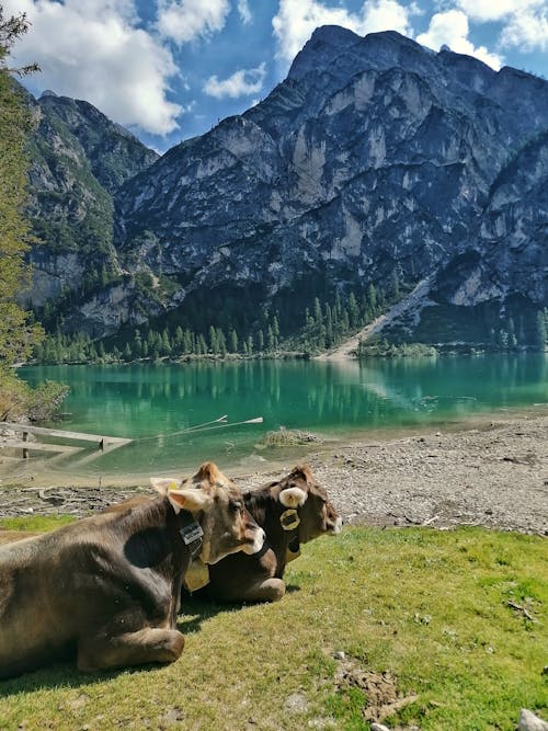 Kostenloses Stock Foto zu alpen, bauernhoftier, bäume