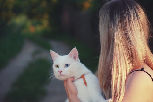無料 白猫を運ぶ女性 写真素材