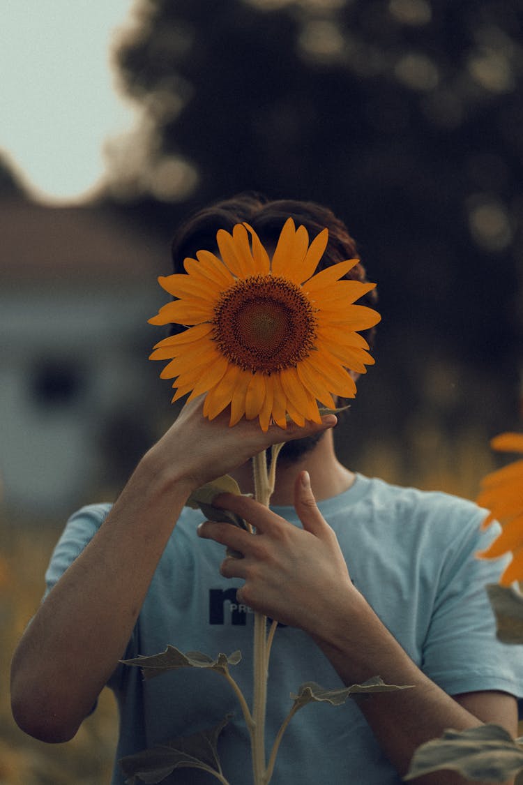 Man Hiding Behind A Sunflower