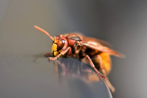 Free stock photo of hornet, insect, insect photography