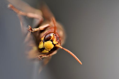 Free stock photo of hornet, insect, insect photography
