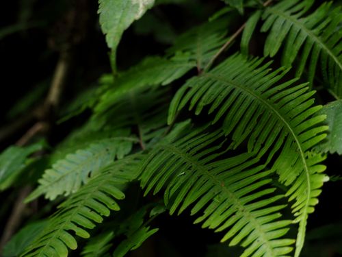 Free Close-up of vibrant green fern leaves in Mabira Forest, Uganda. Nature's intricate beauty. Stock Photo