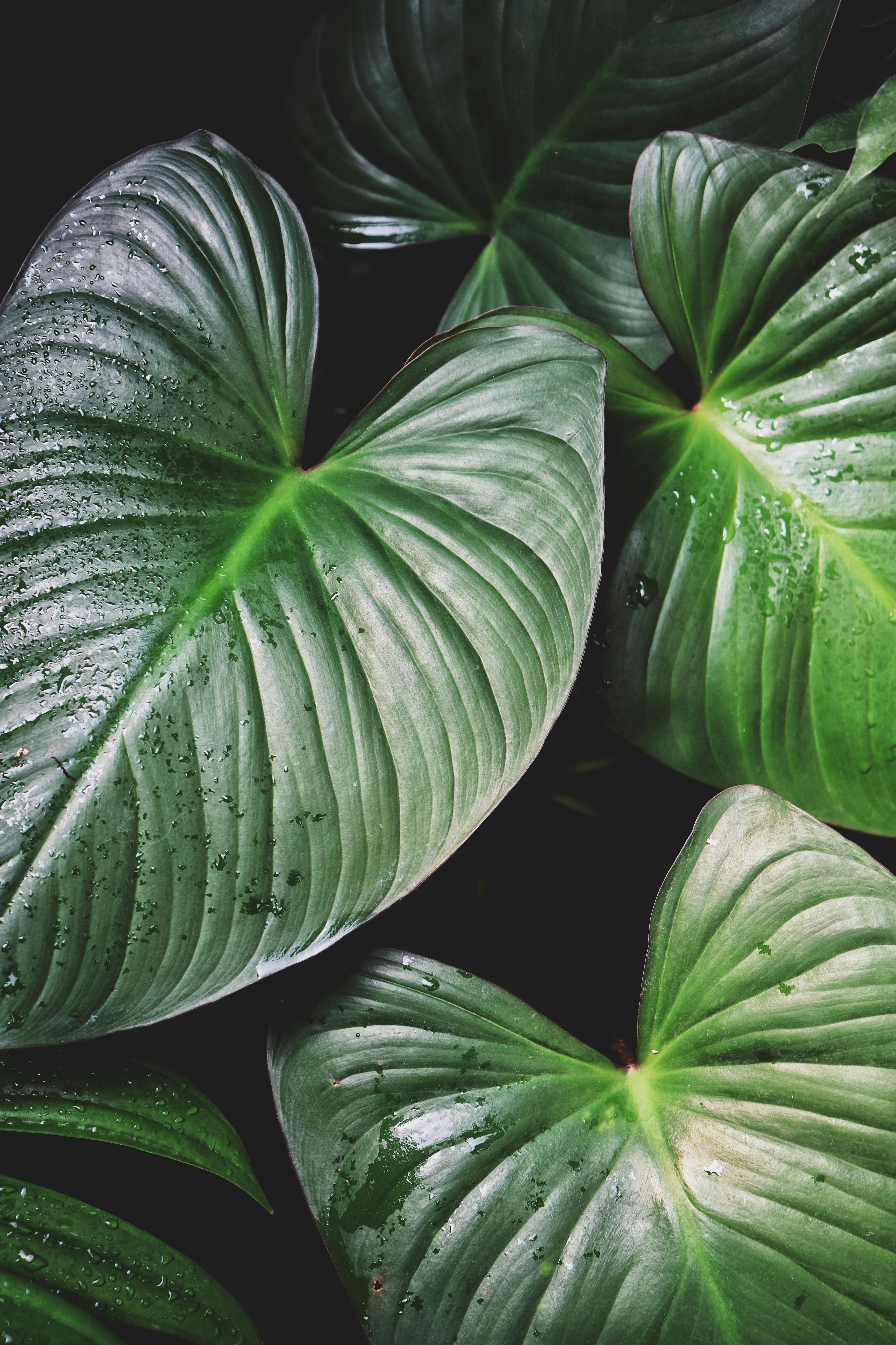 Vibrant green Homalomena leaves with dewdrops captured in a vertical shot.
