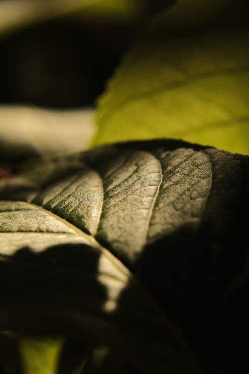 Free Detailed macro photo capturing the texture and light play on a green leaf. Stock Photo