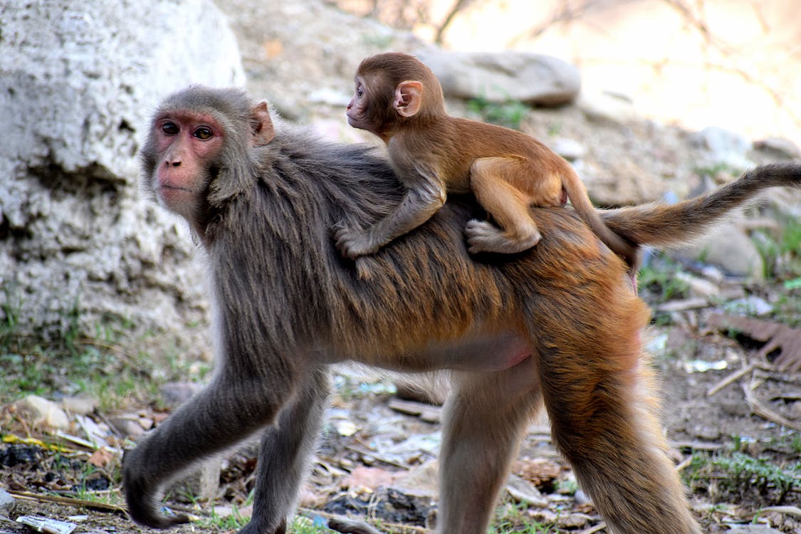 Free Photo Of Monkeys Stock Photo