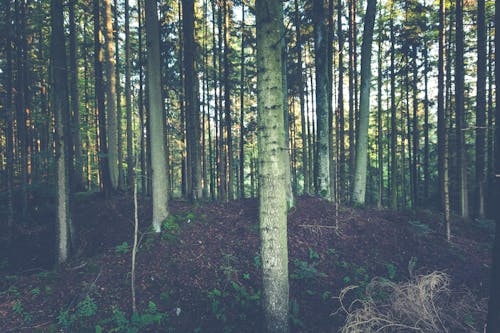 Photos gratuites de à feuilles persistantes, arbres, bois