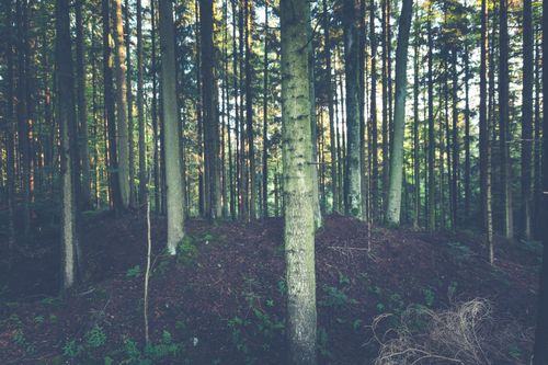 Free Peaceful forest scene with sunlit trees, ideal for nature lovers. Stock Photo