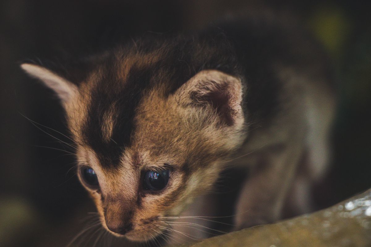 When to Spay or Neuter Your Kitten