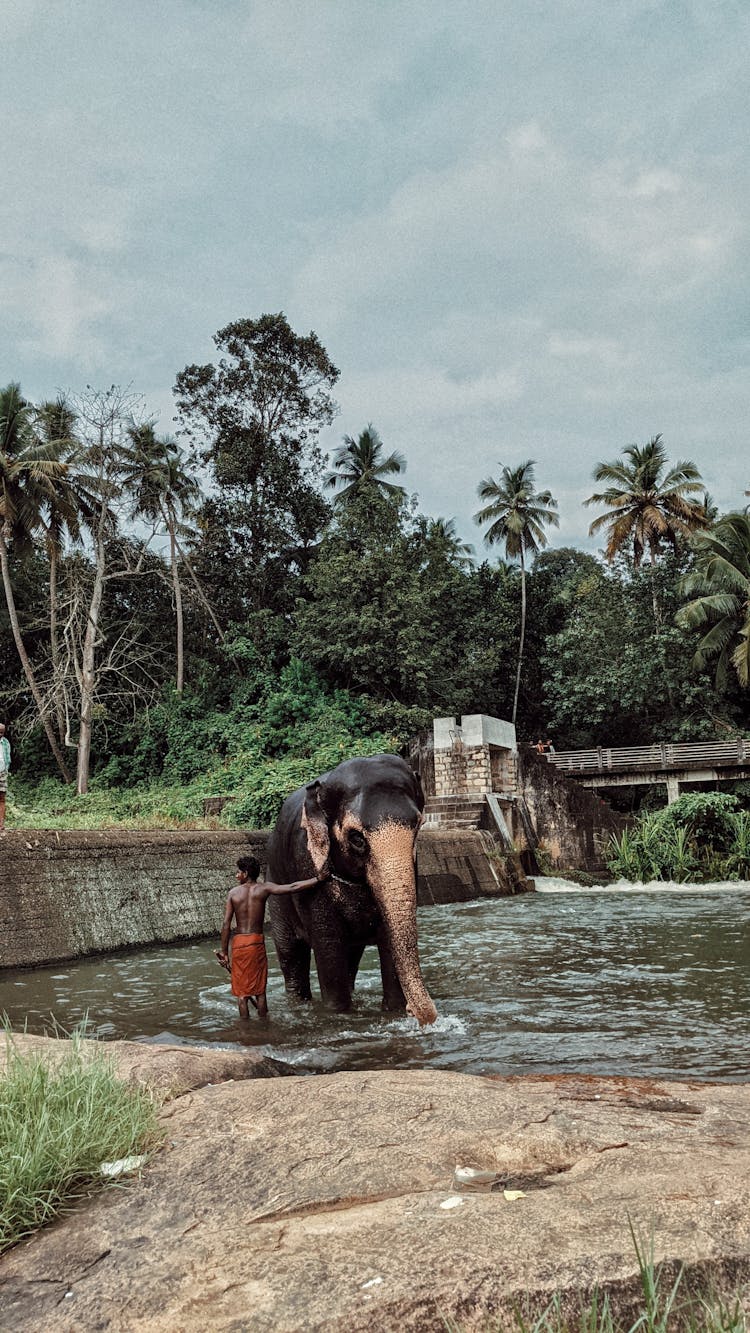 Man Cleaning An Elephant At A River