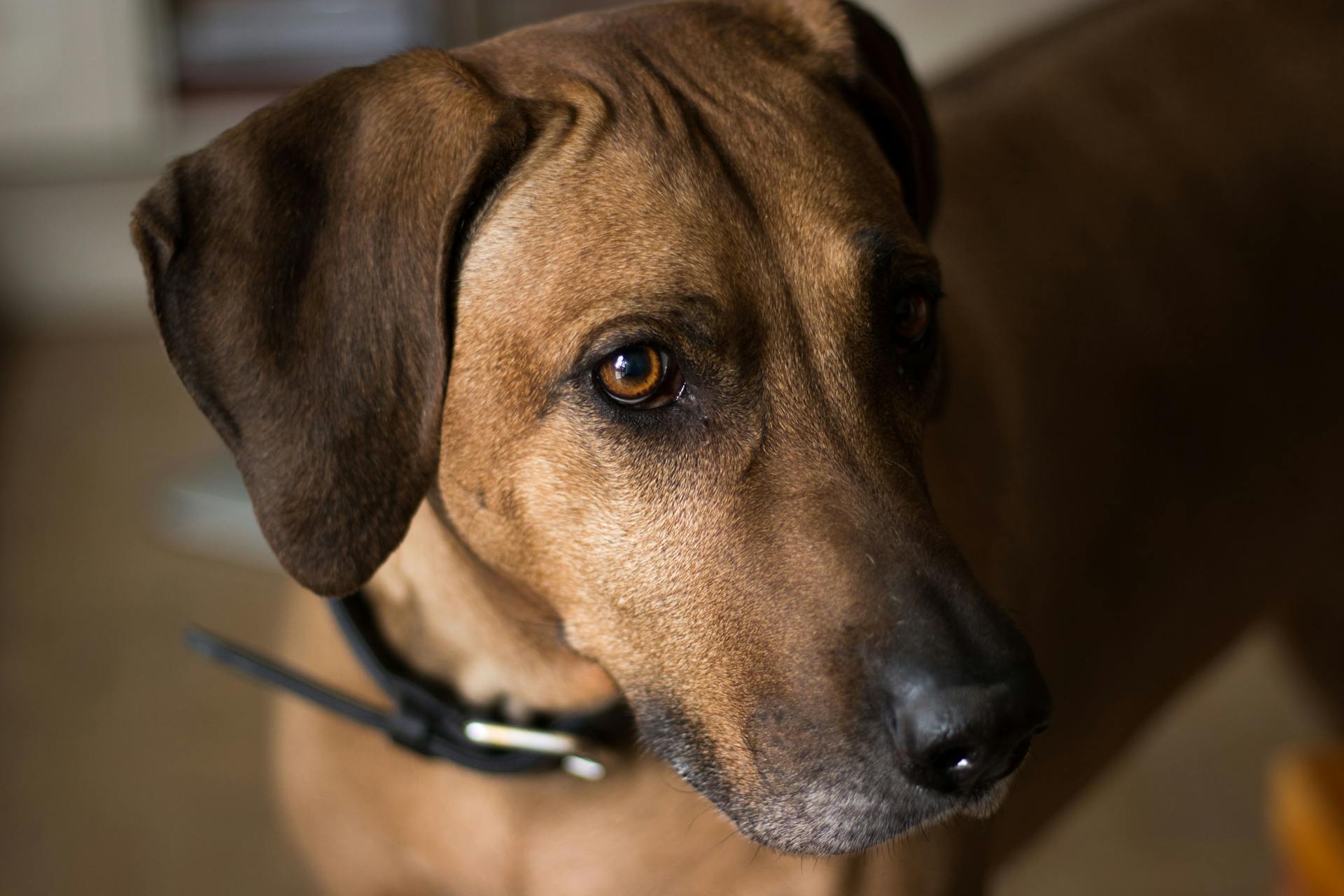 Fotografi av Rhodesian Ridgeback i selektiv fokus