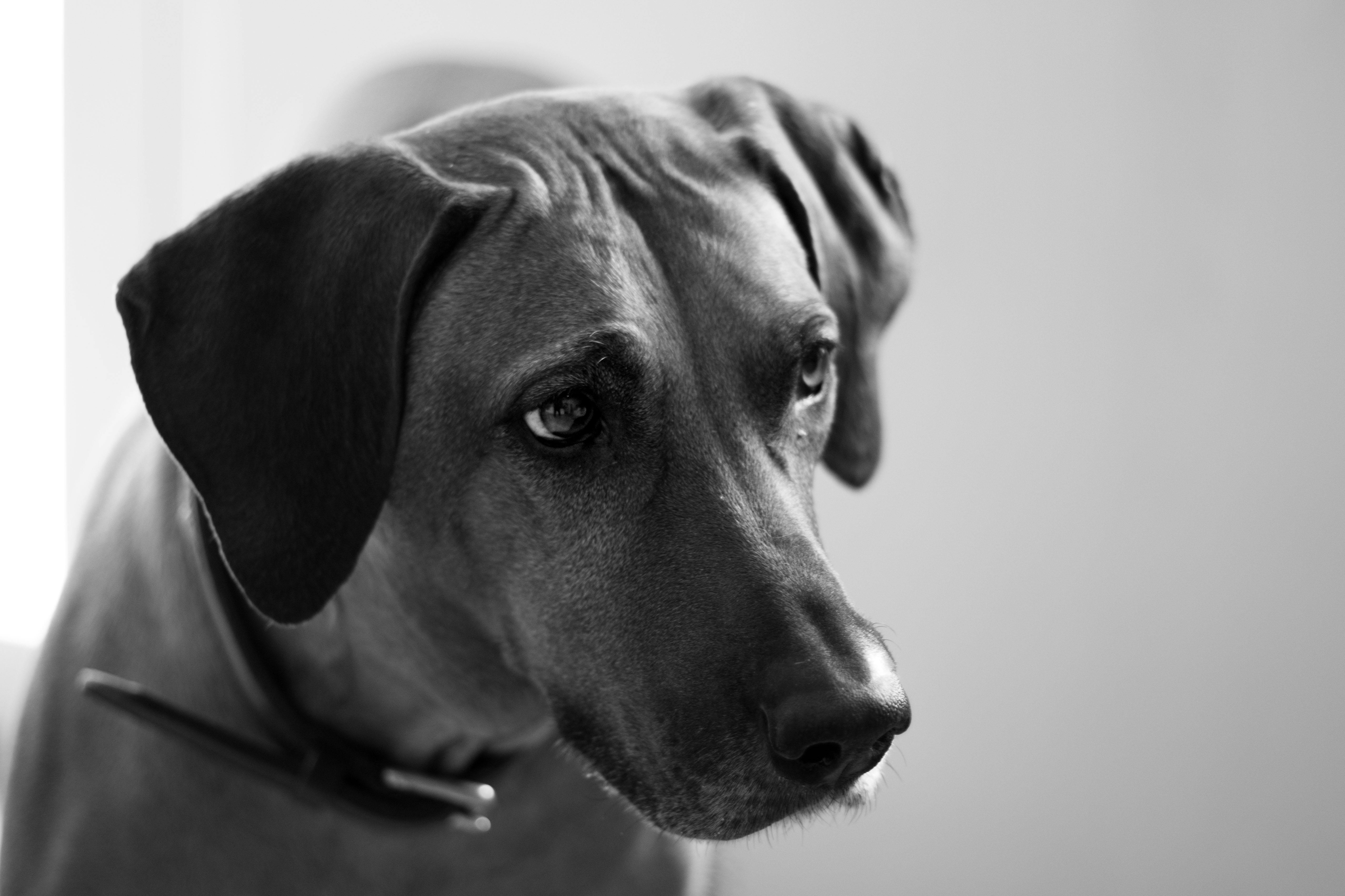 Photo Of Adult Dog