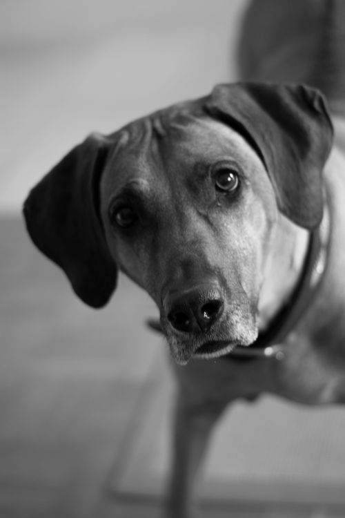 Grayscale Photo Of Ridgeback · Free Stock Photo