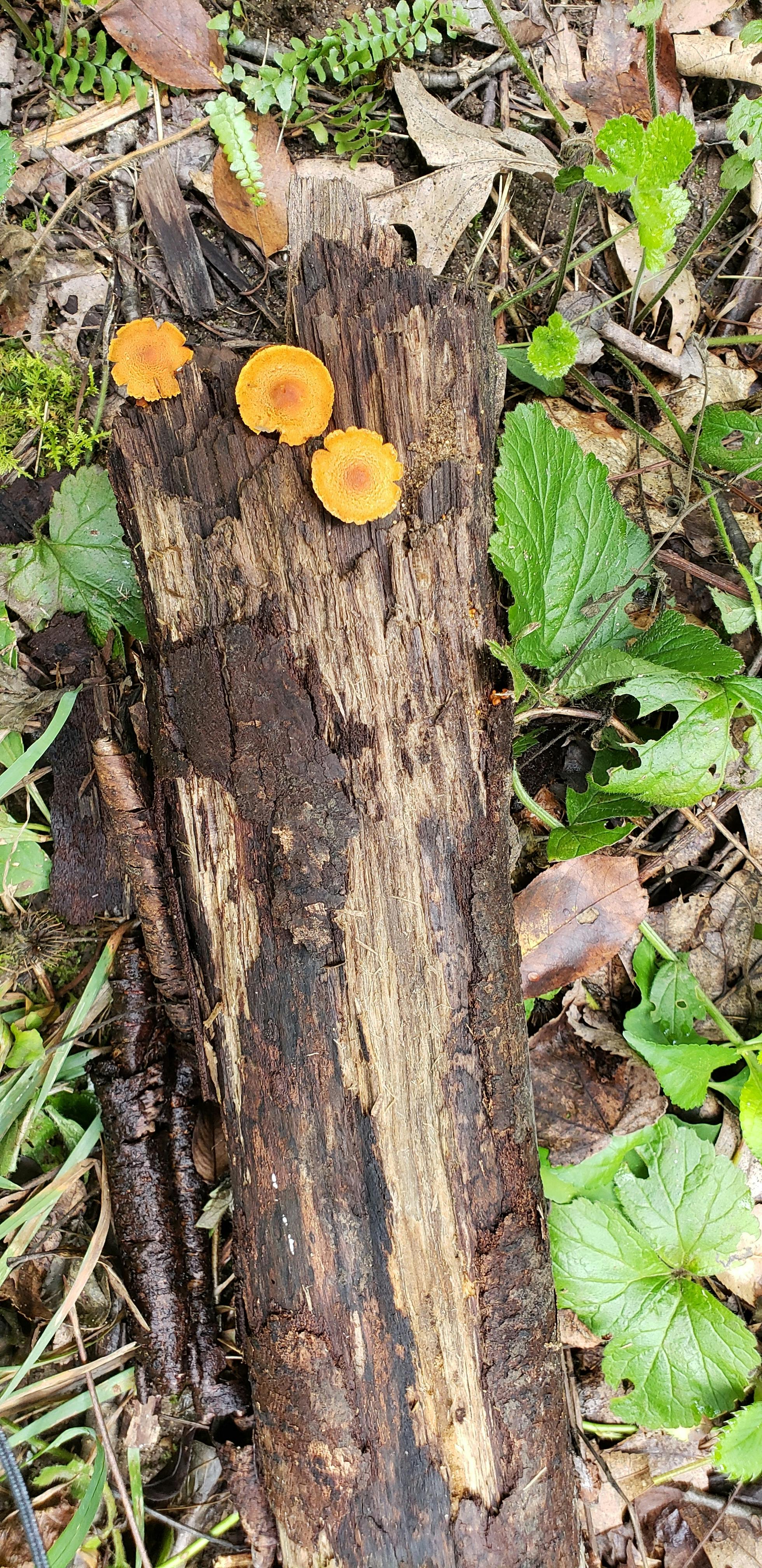 Free stock photo of dead tree, mushroom, mushroom on tree