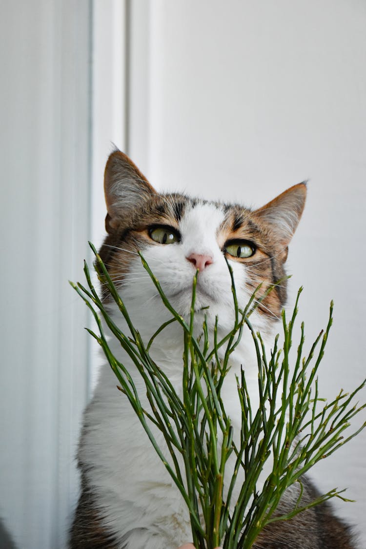 Cat Behind A Plant