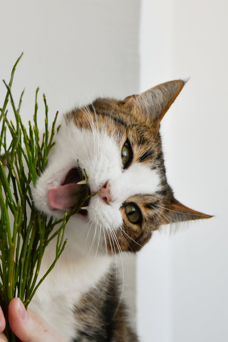 Cat Eating A Plant