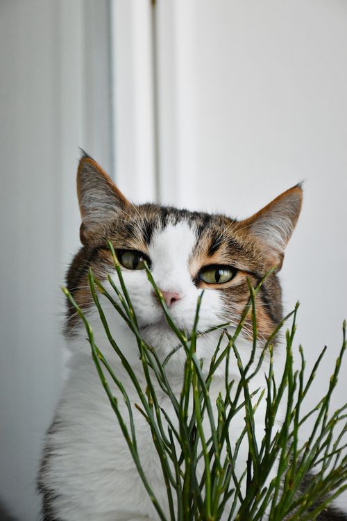 Free Charming feline peeks through indoor plants, perfect for pet lovers. Stock Photo
