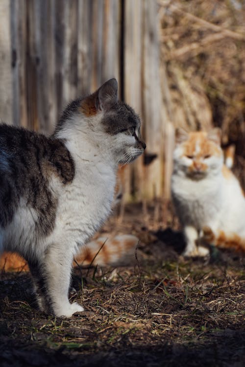 Ilmainen kuvapankkikuva tunnisteilla eläimet, kissanpennut, kissat