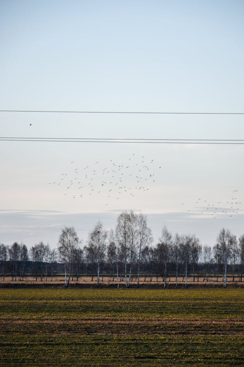Flock of Birds Flying over Green Grass Field