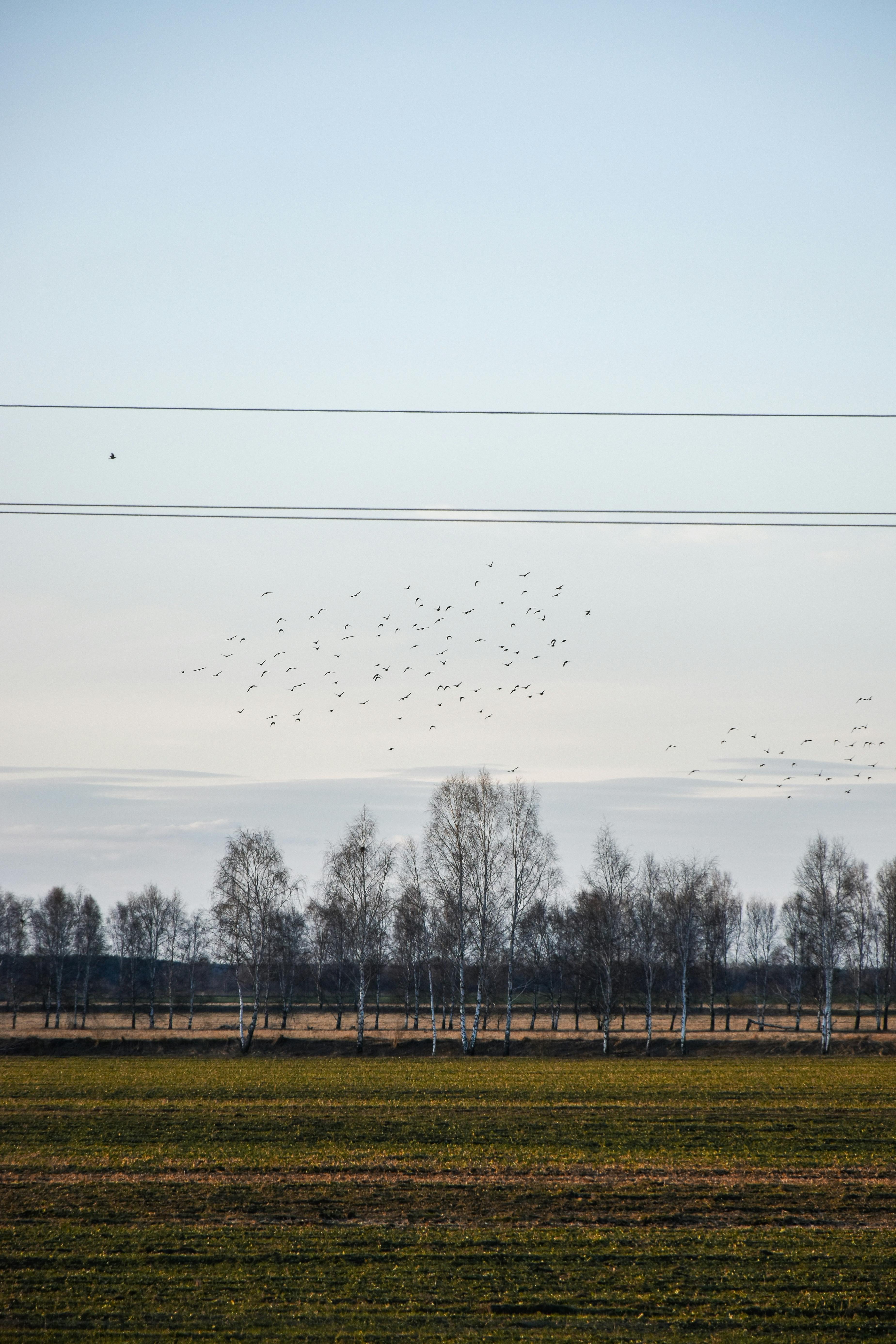 silhouette photo d'un sondage électrique avec ligne ou fil et de nombreux  petits oiseaux sur