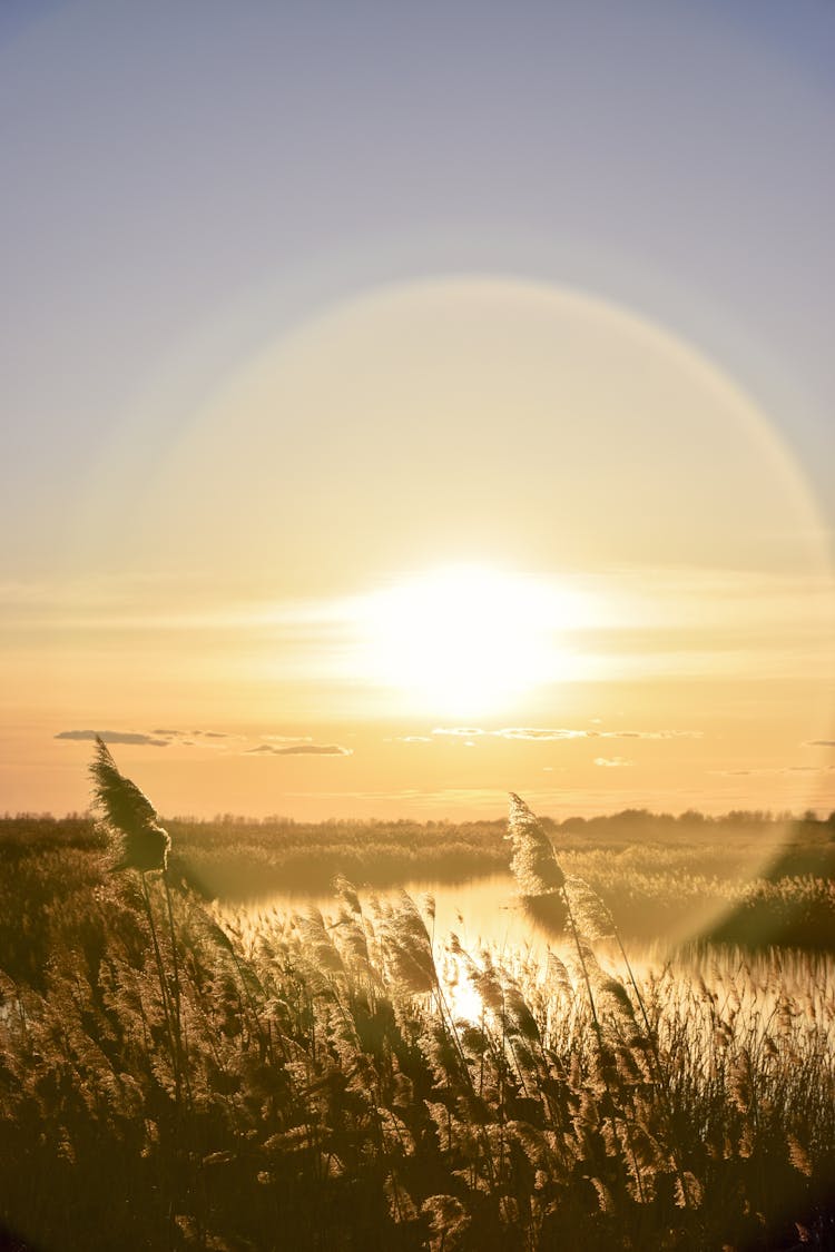 High Grass And River At Sunset 