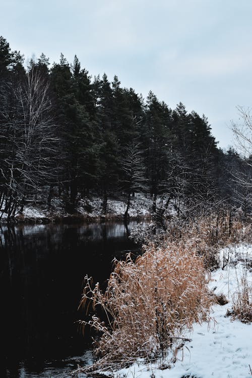 Trees on a Riverbank in Winter
