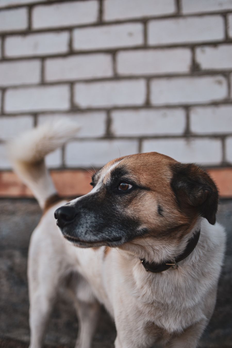 Alert happy dog outdoors healthy and engaged