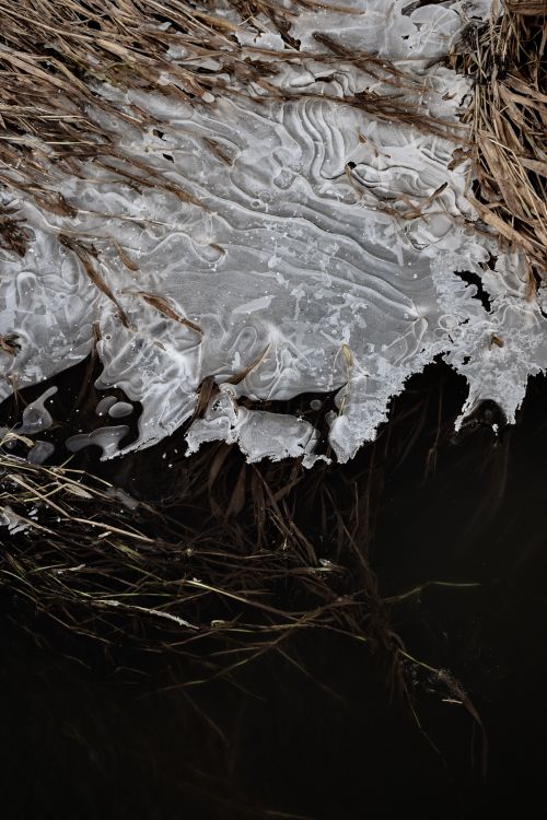 Free Close-up of frozen lake edge with intricate ice patterns and dry plants. Stock Photo