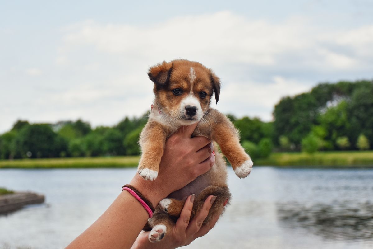 Tiny puppy being gently held in hands