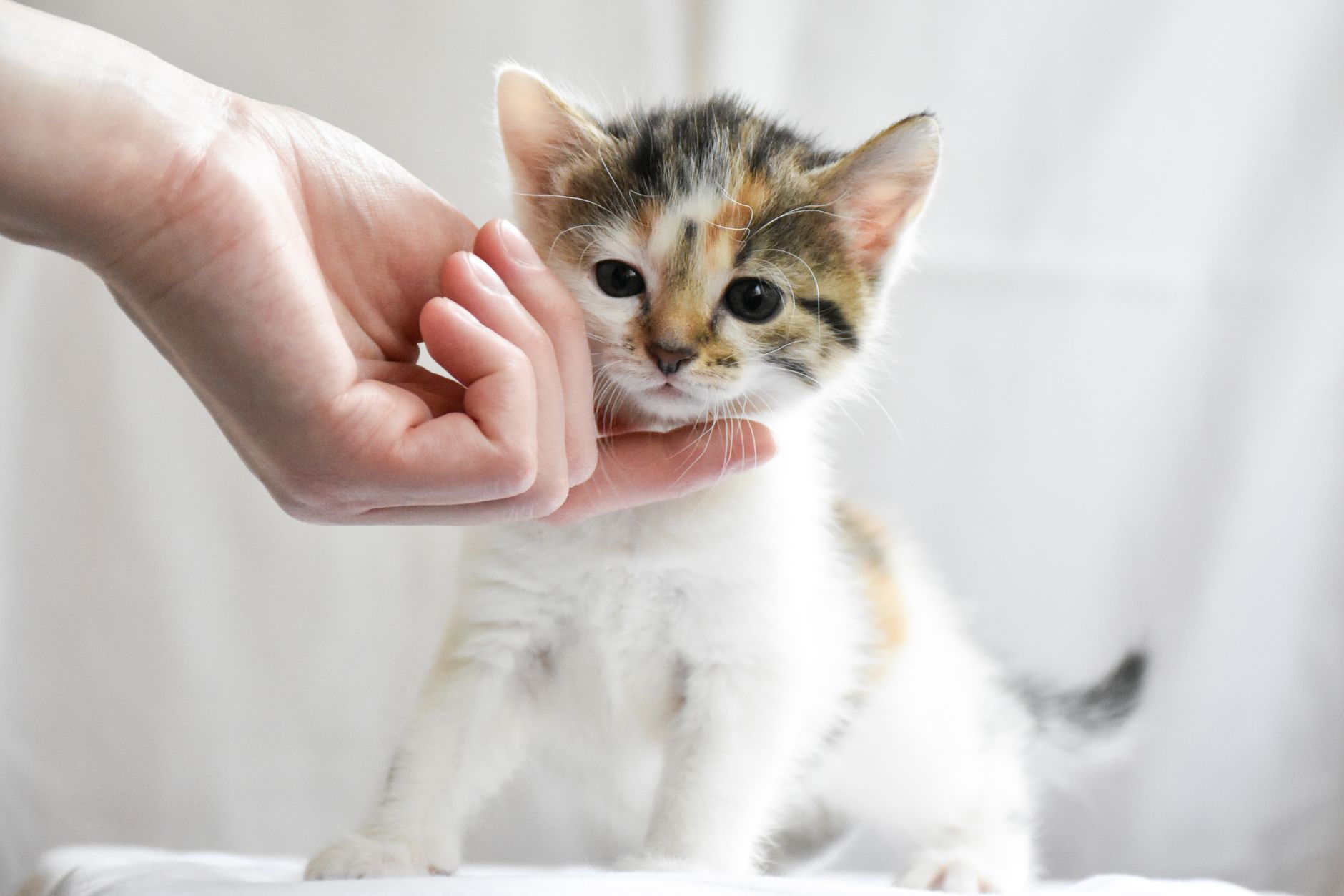 A cat undergoing diagnostic blood testing at a veterinary clinic