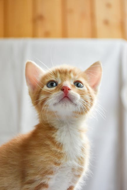 animal removal near me Sunland animal removal Sunland