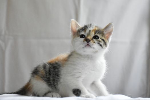 Charming close-up of a young calico kitten sitting indoors, showcasing its playful nature.