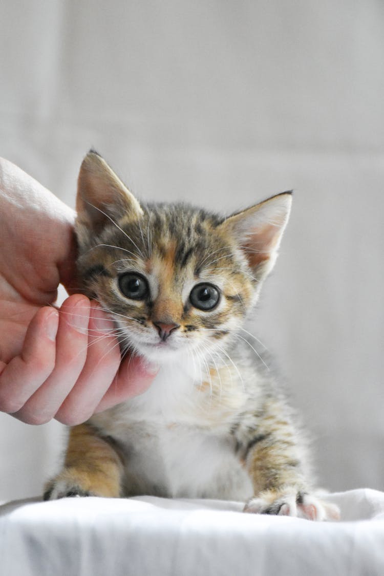 Hand Petting A Kitten