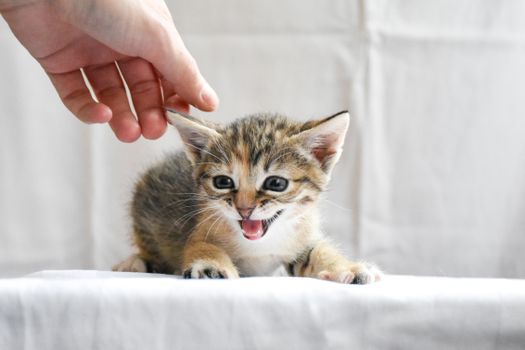 Hand Touching a Meowing Kitten