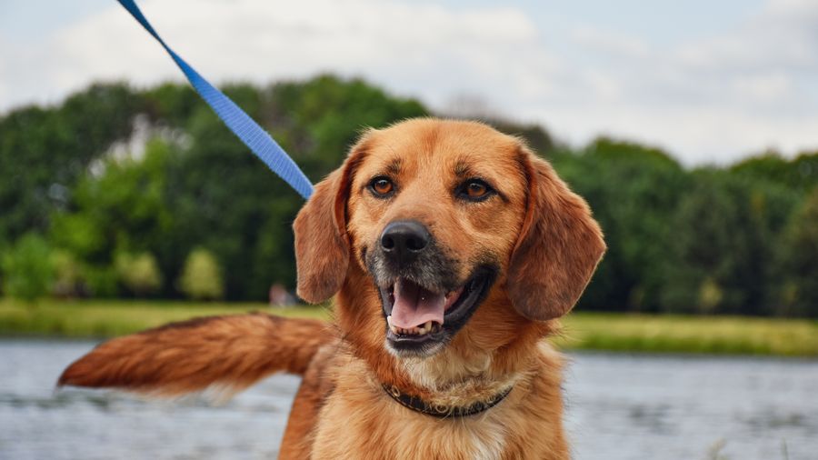 When Dog Food Supplements Are Actually Worth It (And When They Aren't)