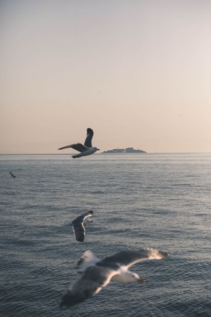 Seagulls flying above the calm Marmara Sea near Istanbul, captured at dusk.