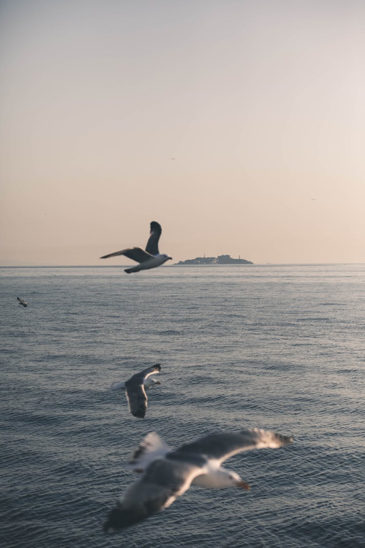 Birds Flying Over The Sea