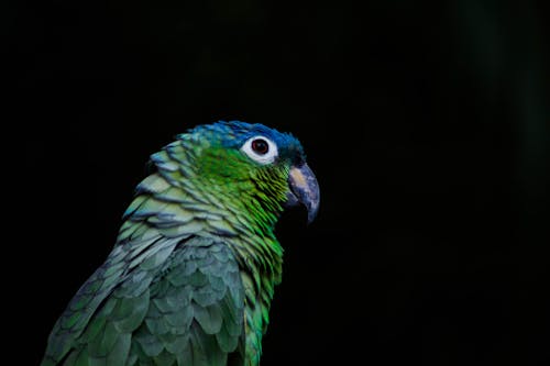 무료 녹색과 파란색 새 스톡 사진