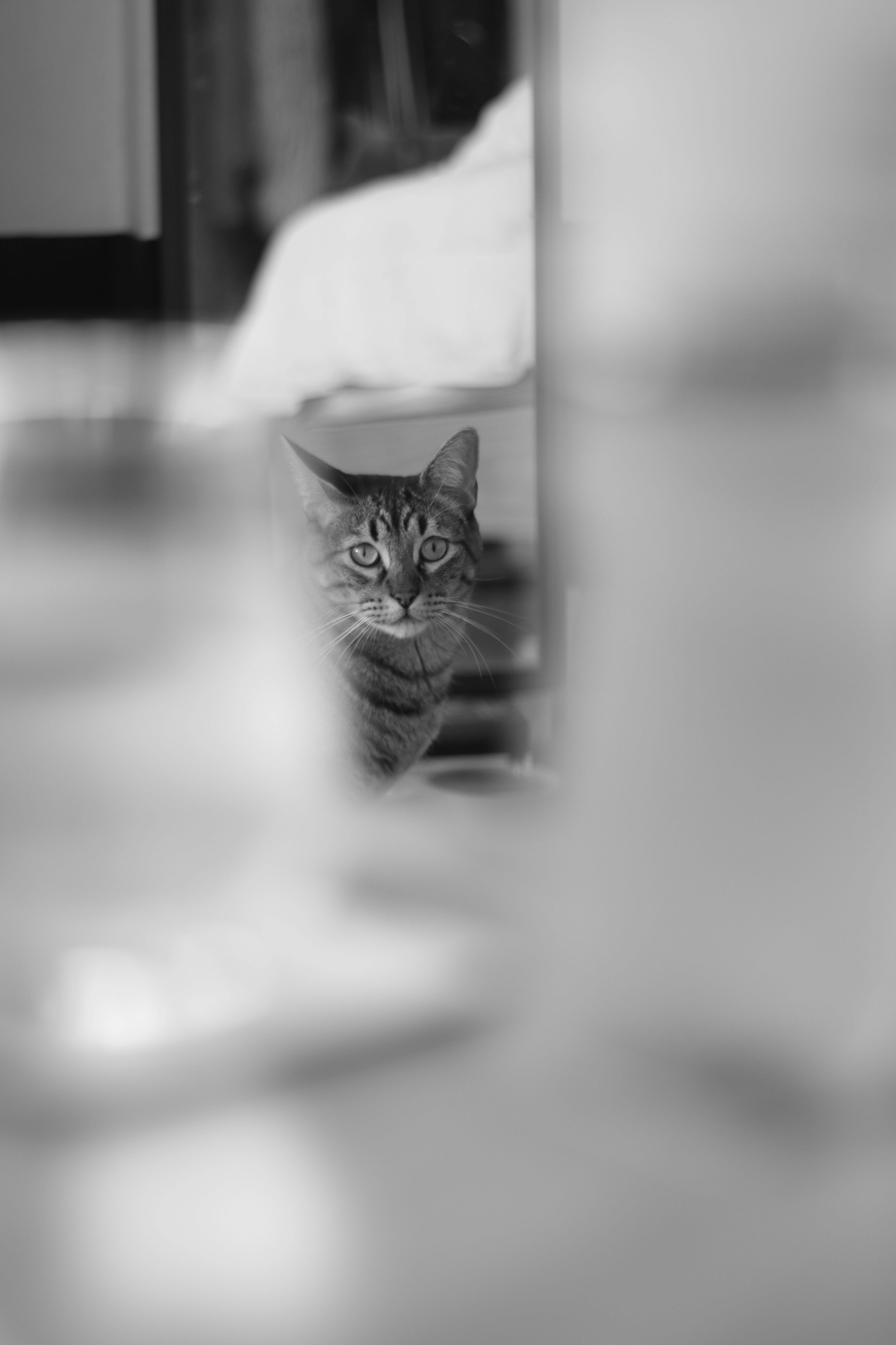 Grayscale Photo of a Tabby Cat · Free Stock Photo