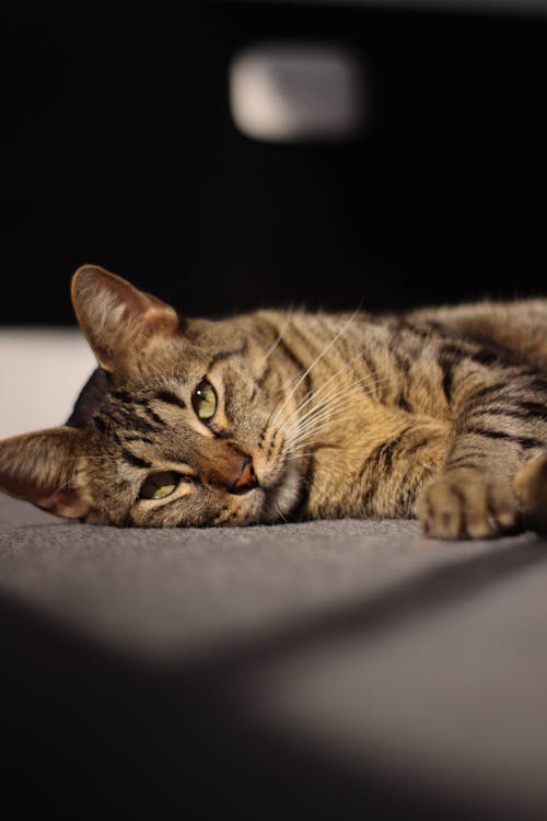 Close-Up Shot of a Tabby Cat 